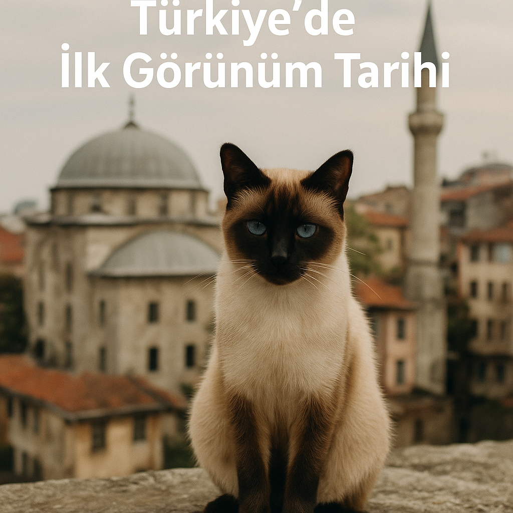 Siyam Kedileri: Türkiye’de İlk Görünüm Tarihi